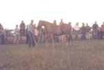 PNH 091